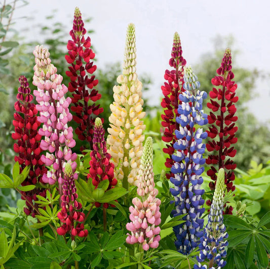 Imported Lupin Mix 15 Seeds