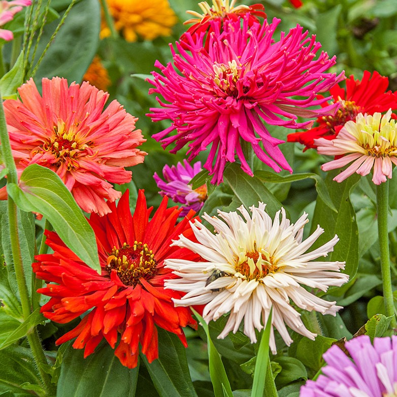 Zinnia cactus Mix (زینیا کیکٹس) 20 Seeds