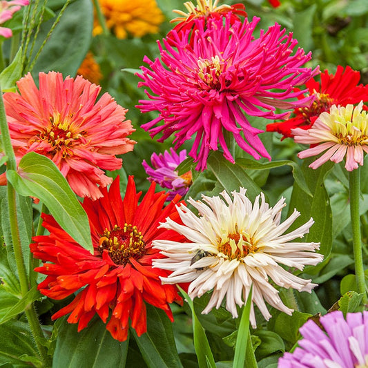 Zinnia cactus Mix (زینیا کیکٹس) 20 Seeds