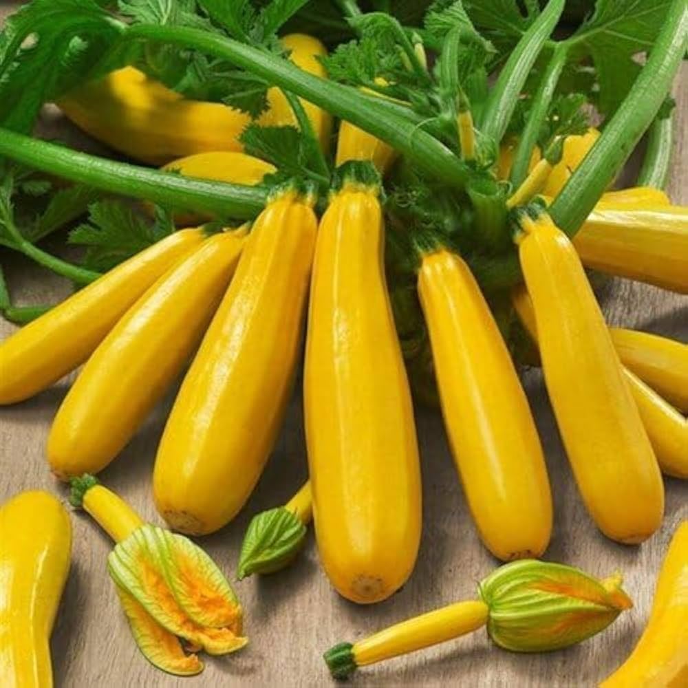 Golden Sqaush 10 Seeds