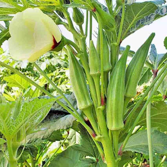 Desi Bhindi 5 gram