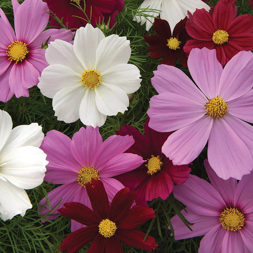 Cosmos Sea Shell 20+ seeds