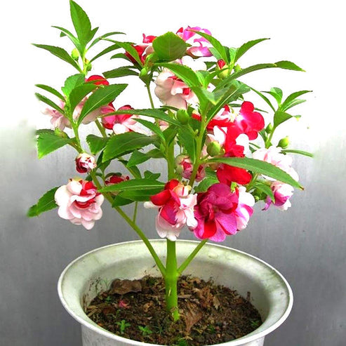 Impatiens Tom Thumb Dwarf 20+ Seeds