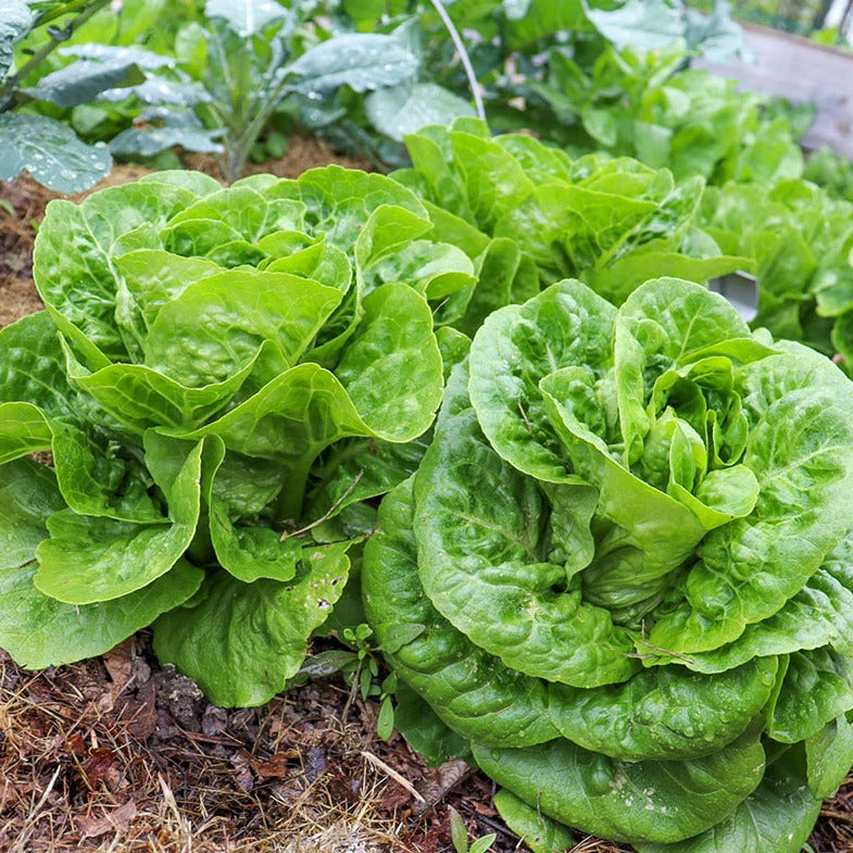 Romaine Salad 50+ Seeds