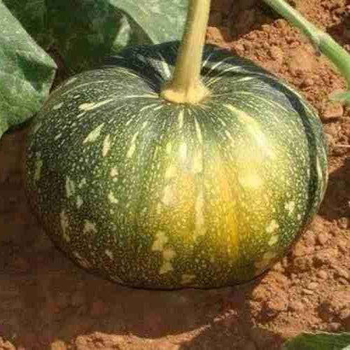 F1 Hybrid Pumpkin (حلوہ کدو) 10 Seeds