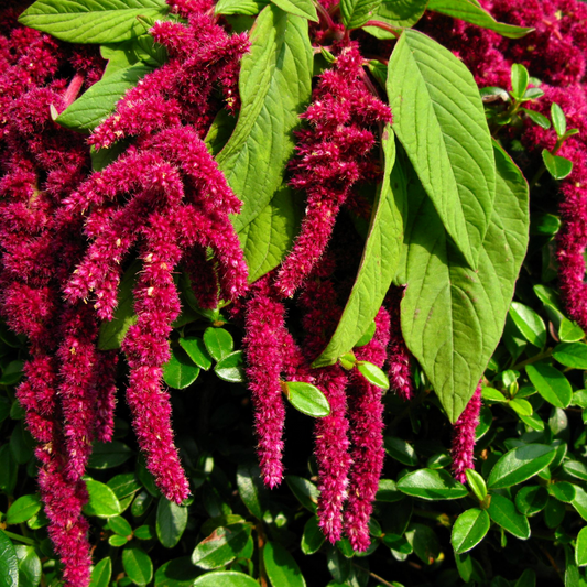 Amaranthus love Bleeding (سدا بہارریڈ) 50+ Seeds
