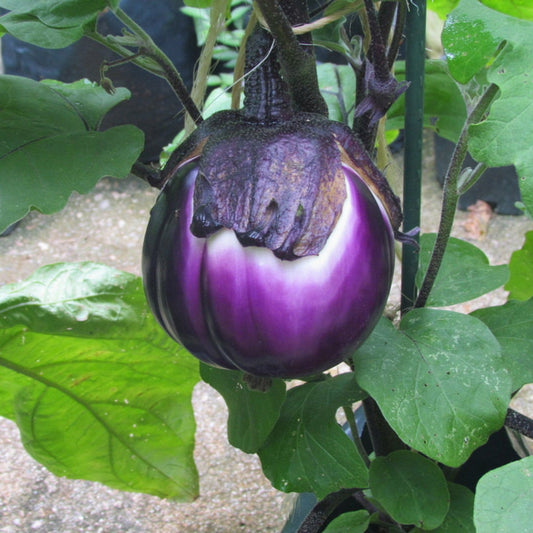 Itailian Brinjal 20 Seeds