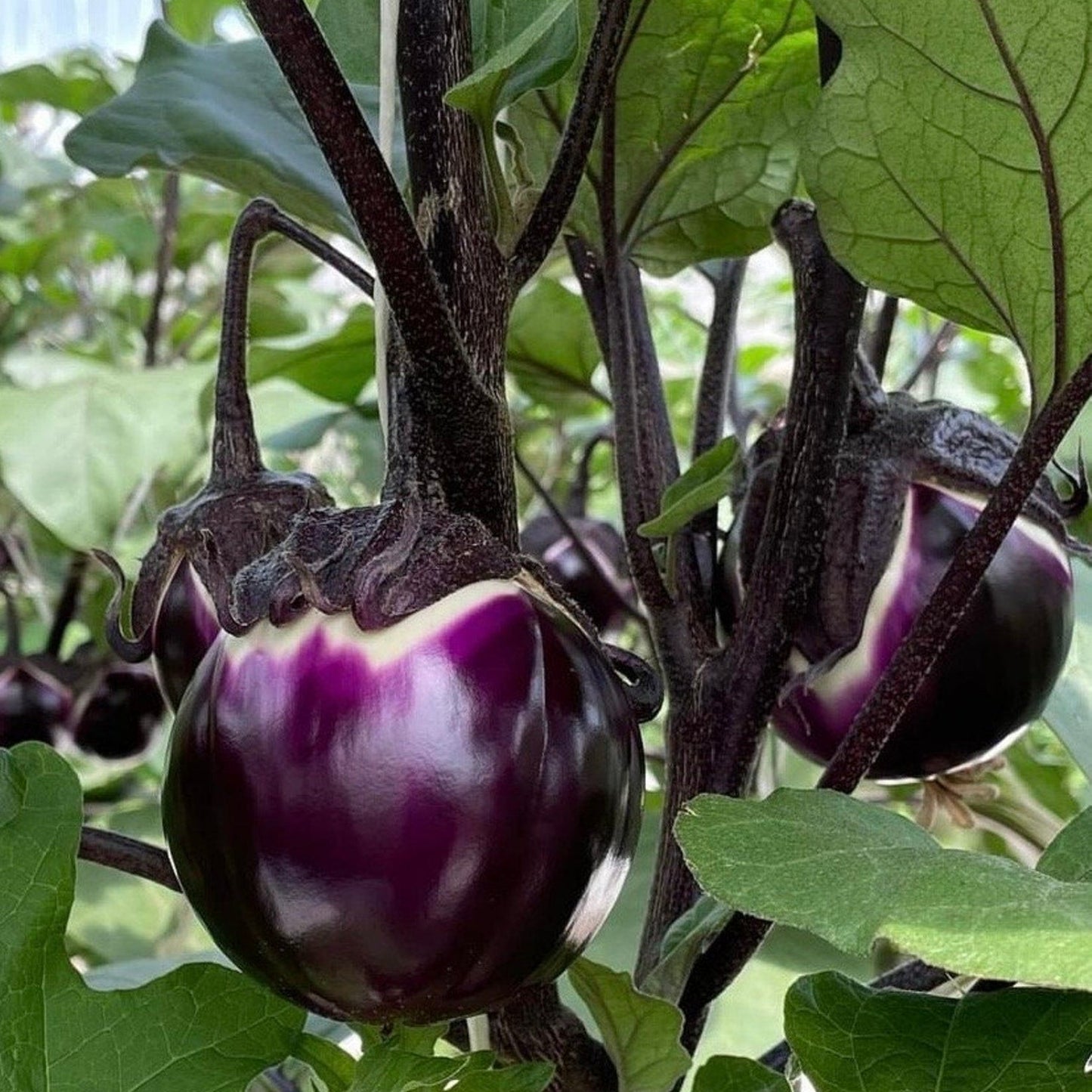 Itailian Brinjal 20 Seeds
