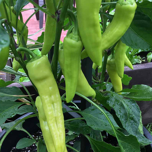Green Banana Peppers 10 Seeds