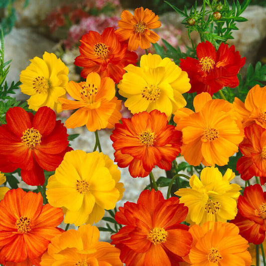 Cosmos Bright Lights 20+ seeds