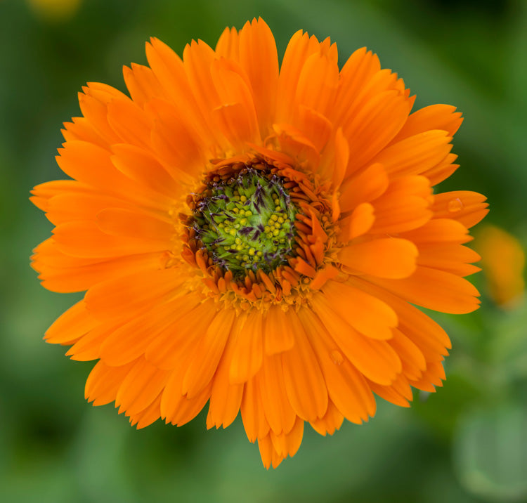 Calendula Ornage 20+ Seeds