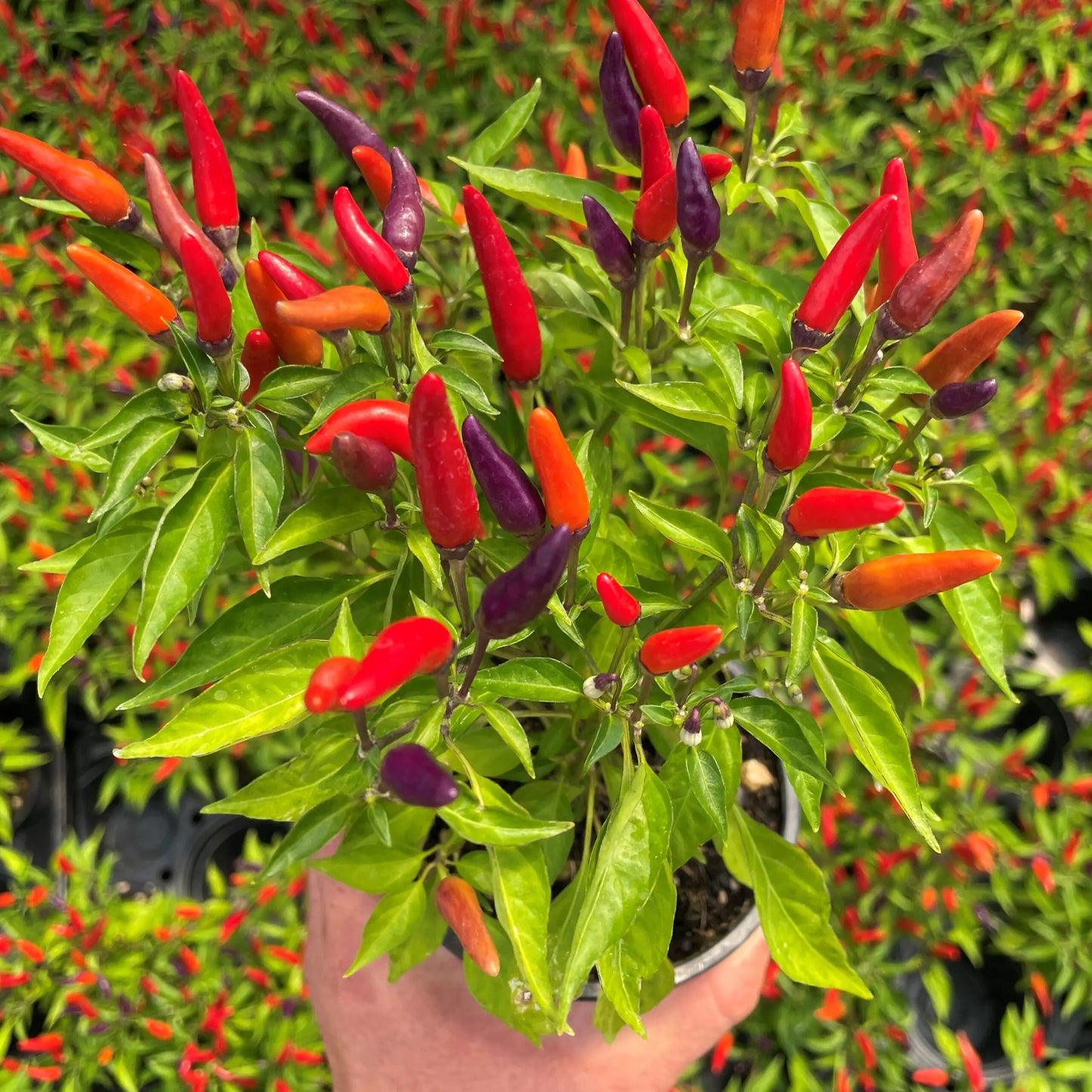 Ornamental Capsicum Alladin 20+ seeds