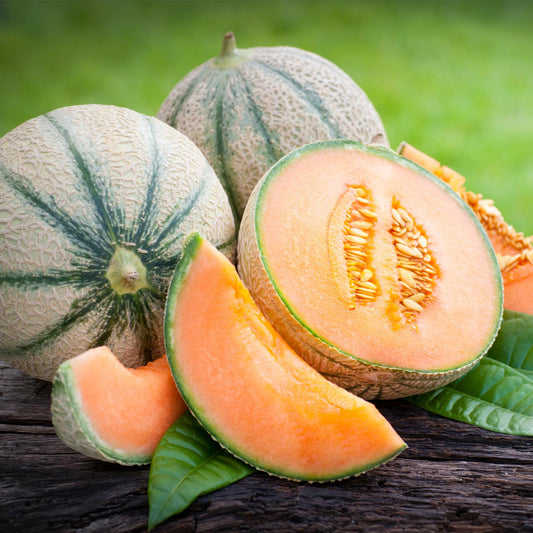 Musk Melon 15 Seeds