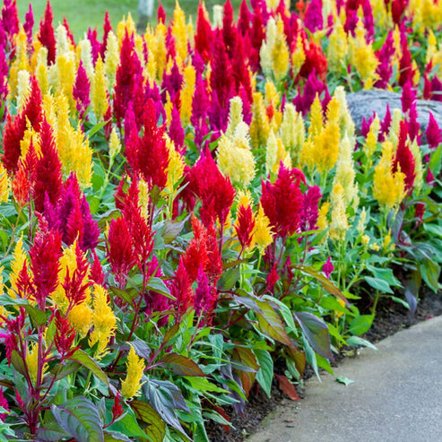Hortus Celosia Pulmosa Tall Mix 1000+ Seeds