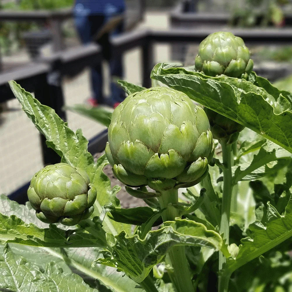 Artichoke 10 Seeds