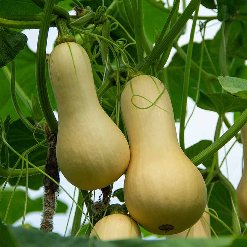 Butternut Squash 10 Seeds