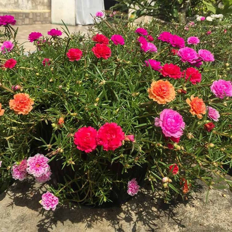 Portulaca Double Mix (گل دوپہری) 50+ Seeds