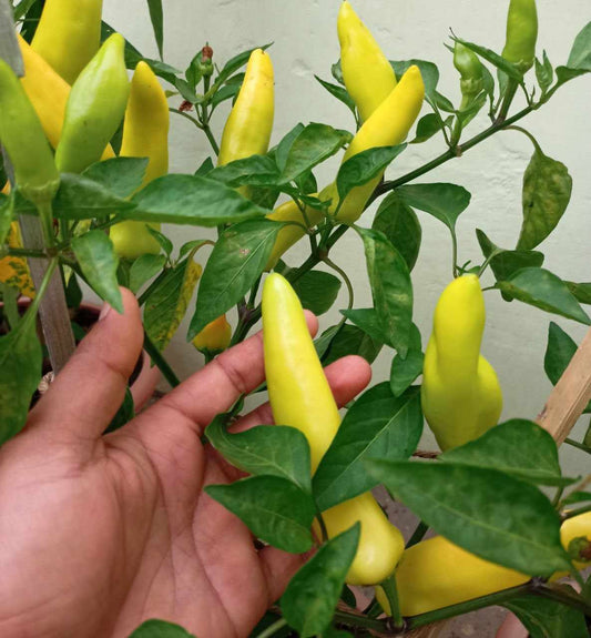 Hot wax peppers 15 Seeds