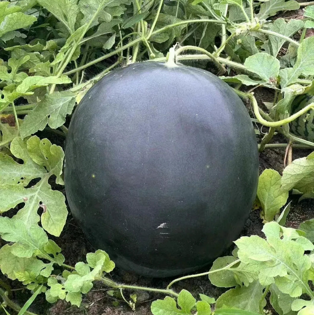 F1 Hybrid Round Watermelon (تربوز) 10 Seeds