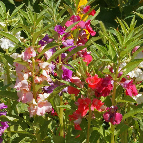 Impatiens Tom Thumb Dwarf 20+ Seeds
