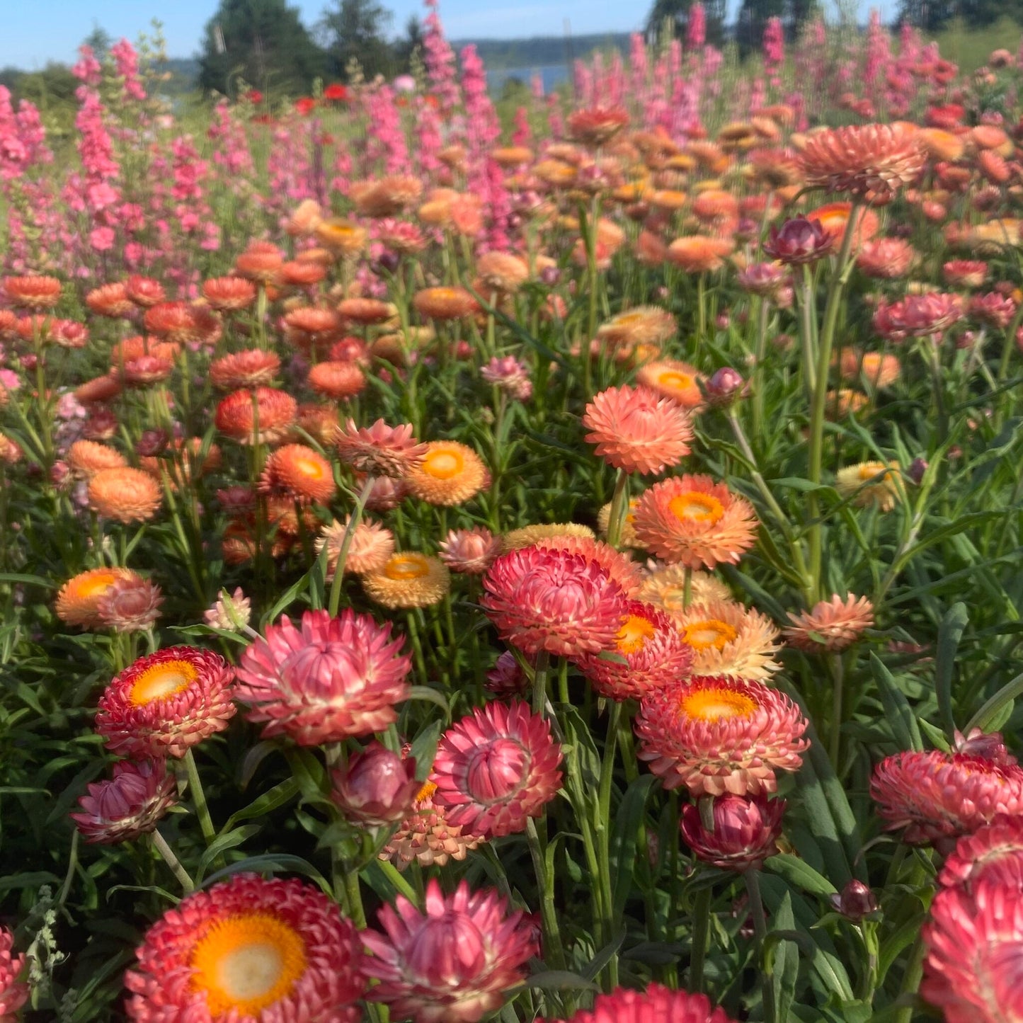 Straw Flower 30+ Seeds