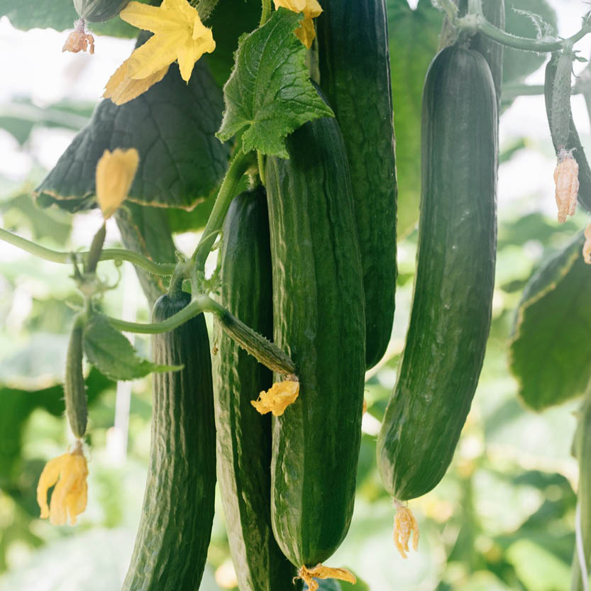 Hortus improved Cucumber 40+ Seeds