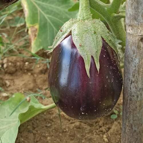 Hortus Round Brinjal 7gm