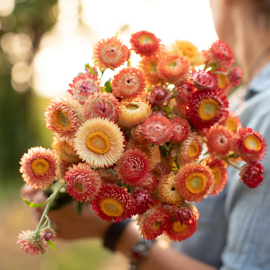 Straw Flower 30+ Seeds