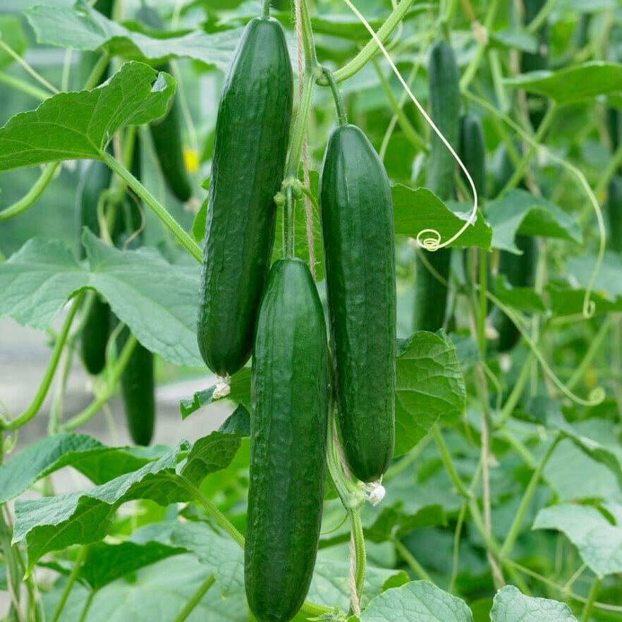 F1 Hybrid Cucumber (کھیرا) 15 seeds