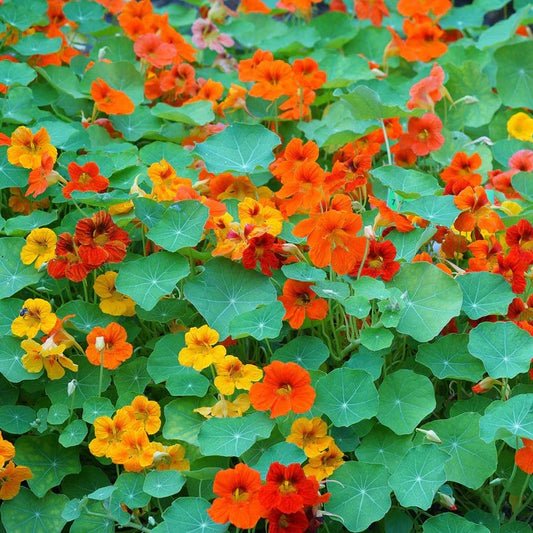 Nasturtium African Mix 10 Seeds