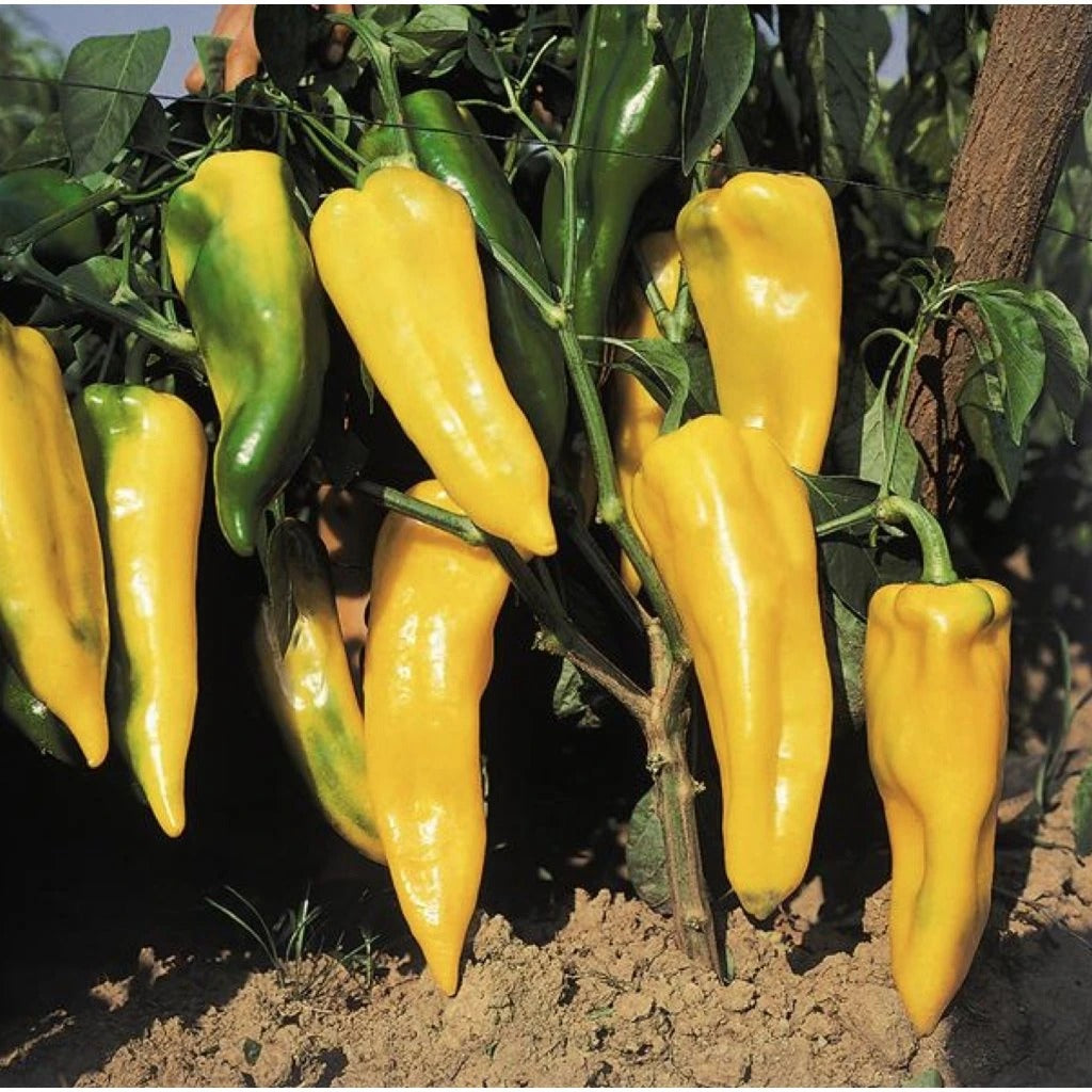 Yellow Banana Peppers 10 Seeds