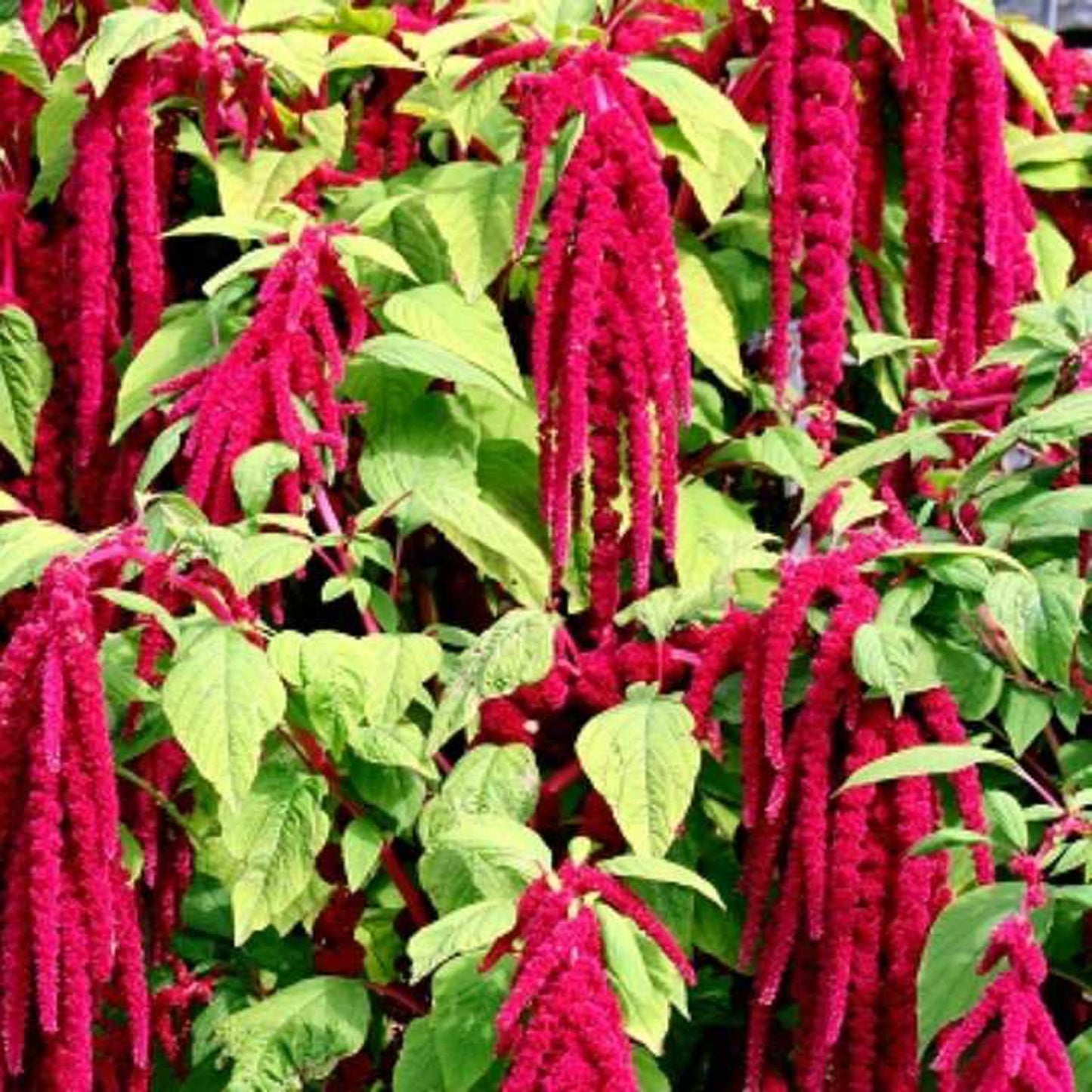 Hortus Love-Lies Bleeding 1000+ Seeds