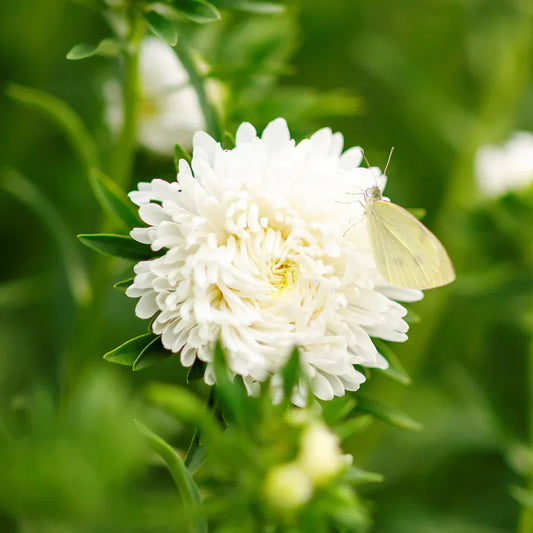 Aster Poeny White 30+ Seeds