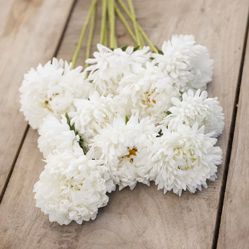 Aster Poeny White 30+ Seeds