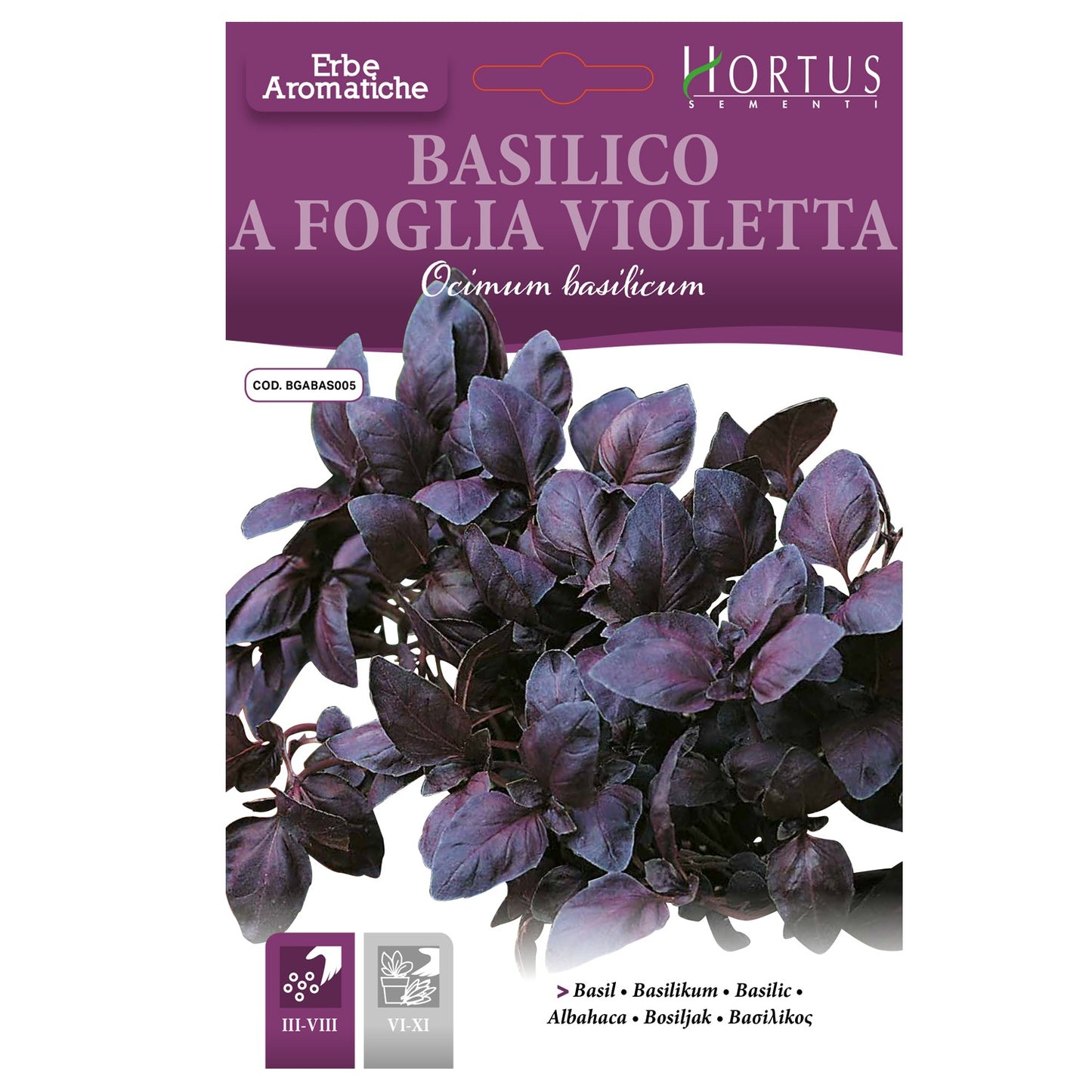 Hortus Purple Sweet Basil 600+ Seeds