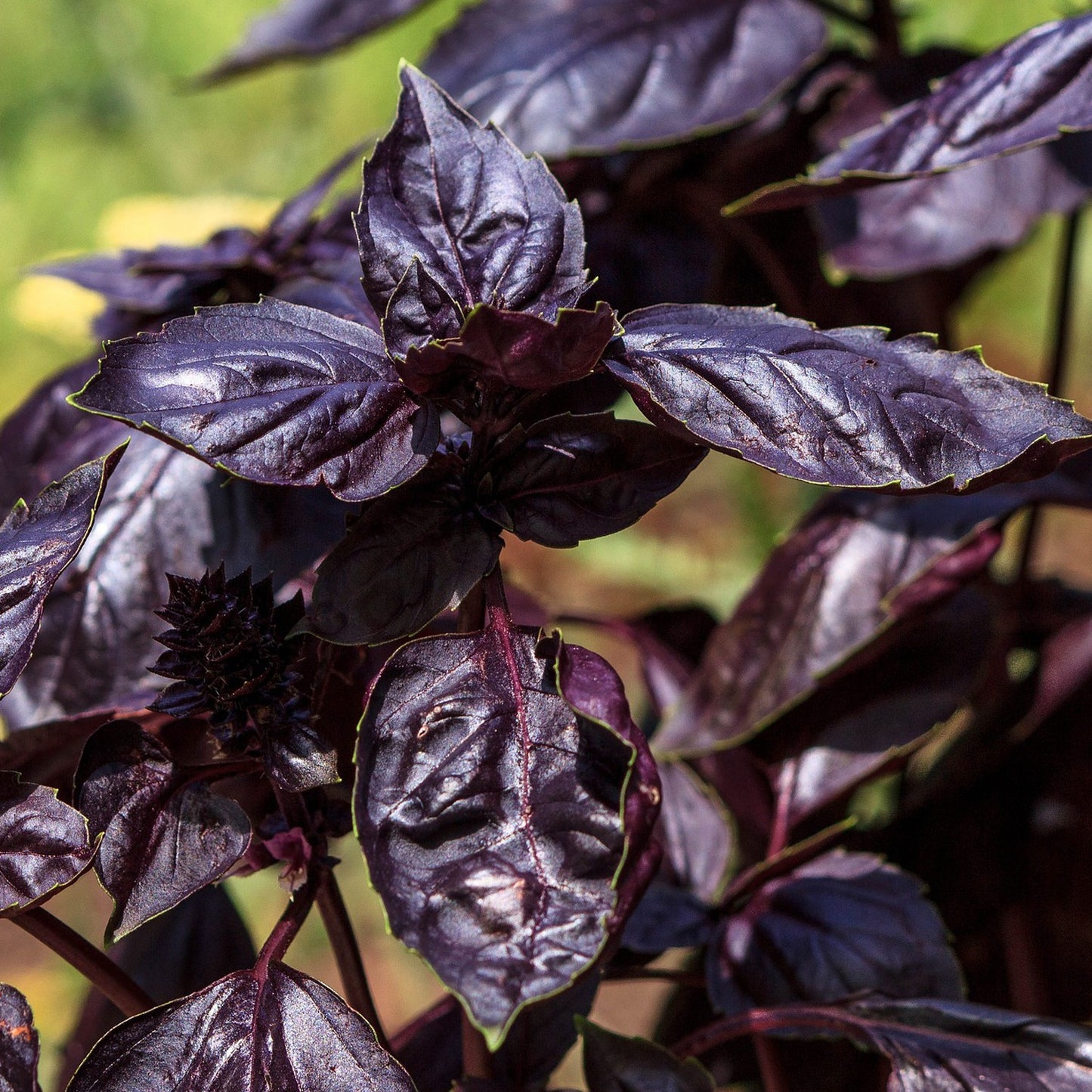 Hortus Purple Sweet Basil 600+ Seeds
