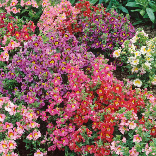 Butterfly Flower 100+ Seeds