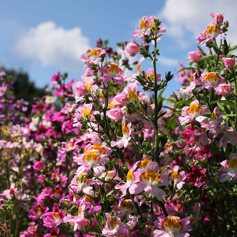 Butterfly Flower 100+ Seeds