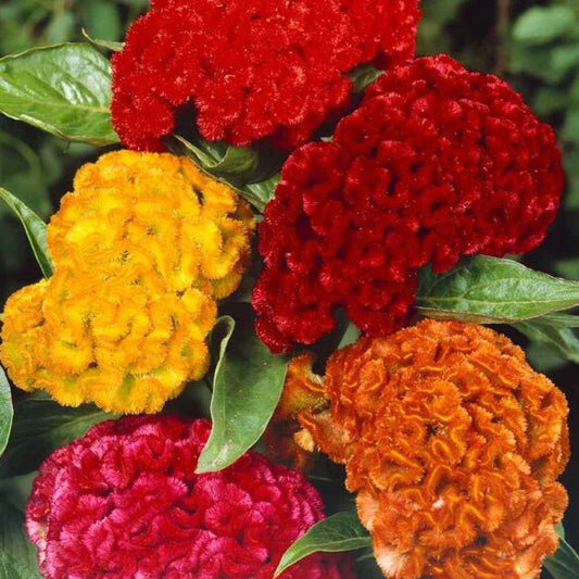 Cockscomb Cristata (تاج خروس) 50+ Seeds