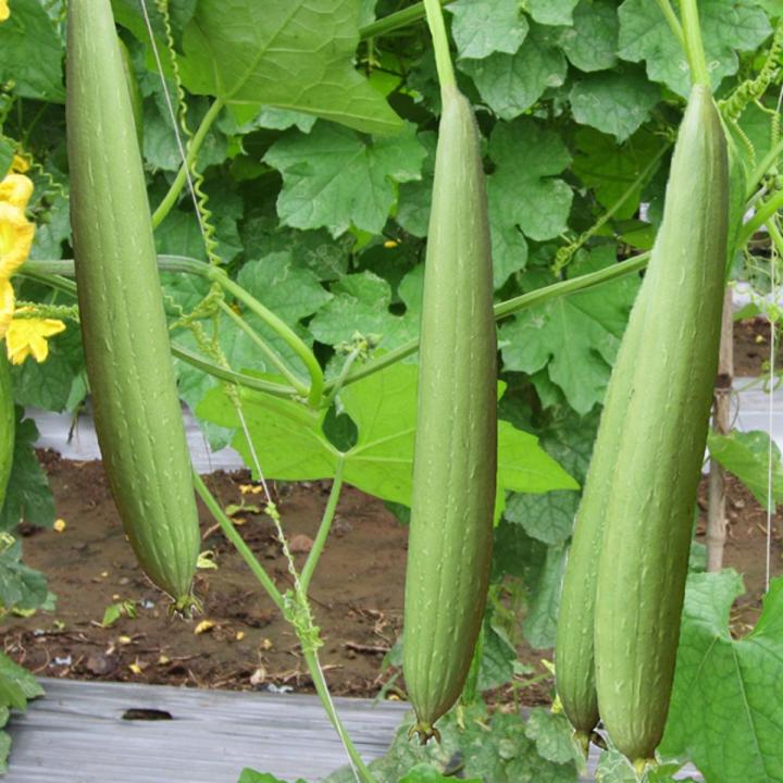 F1 Hybrid Sponge Gourd (توری) 10 Seeds