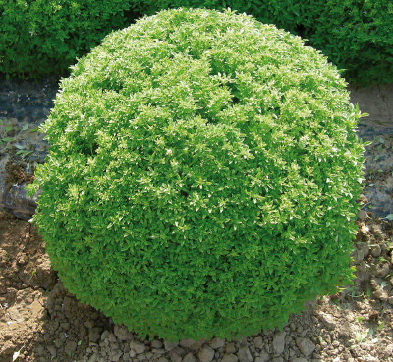 Hortus Dwarf Sweet Basil 600+ Seeds