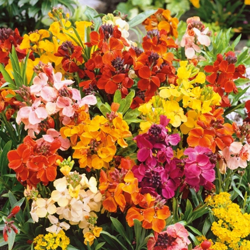 Cheiranthus Tom Thumb Dwarf Mix 30+ Seeds