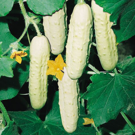 White Melon Cucumber 10 Seeds