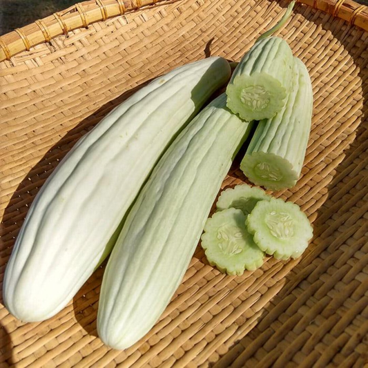 Pepeno Cucumber 10 Seeds
