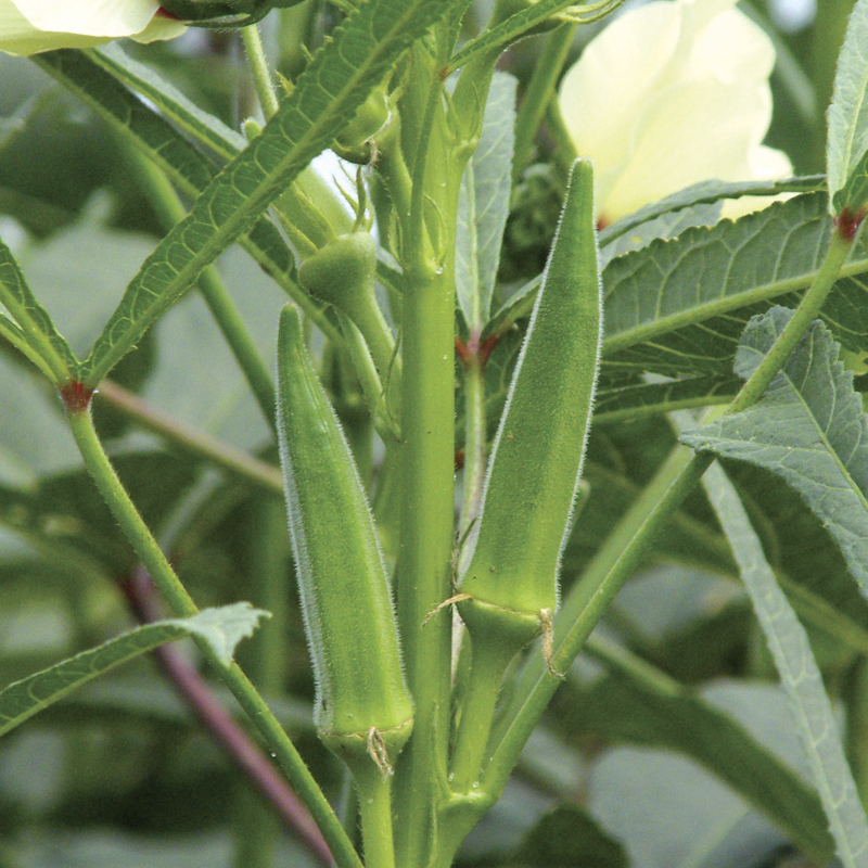 Desi Bhindi 5 gram