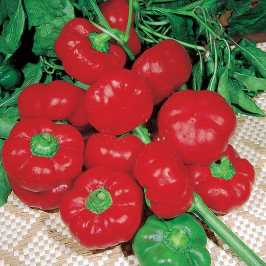 Peperone Rosso Peppers 10 Seeds