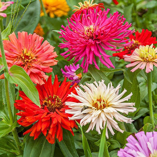 Hortus Zinnia Cactus Mix 100+ Seeds