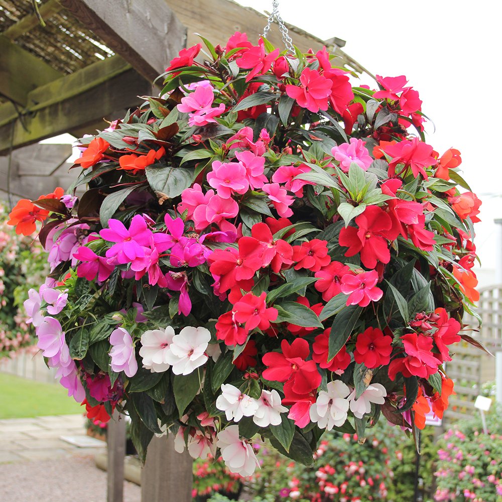 Hortus Busy Lizzie Mix 70+ Seeds