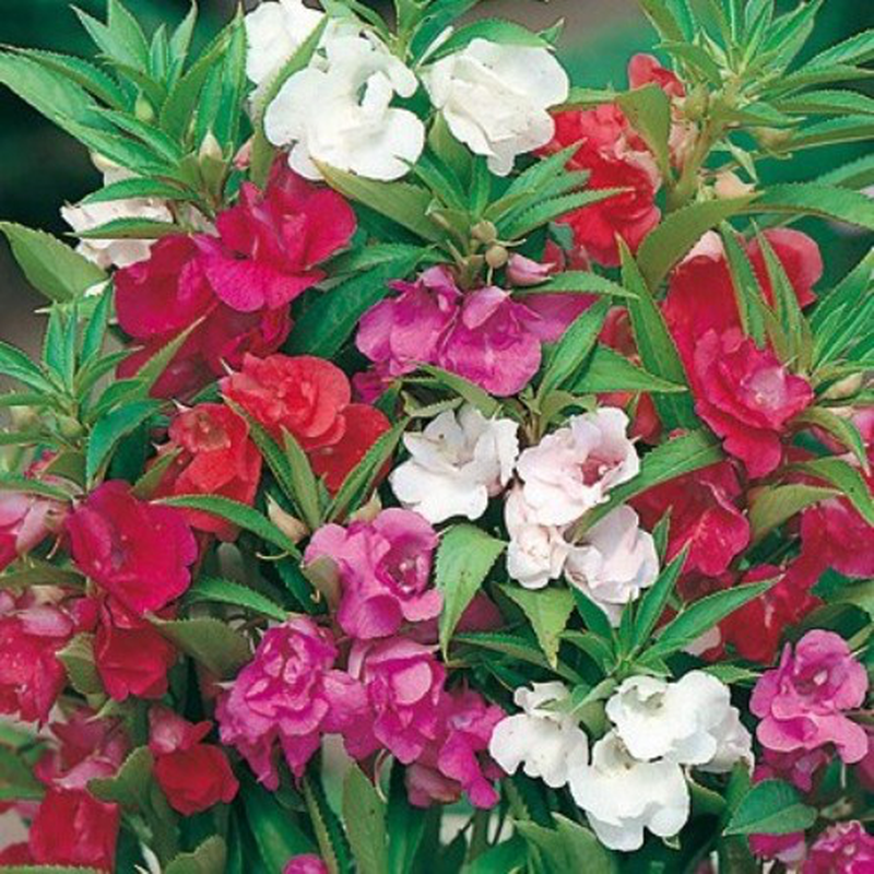 Hortus Balsam Double Mix 100+ Seeds