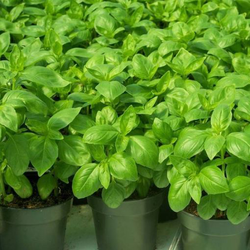 Hortus Sweet Basil 6000+ Seeds